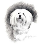 Drawn Havanese dog