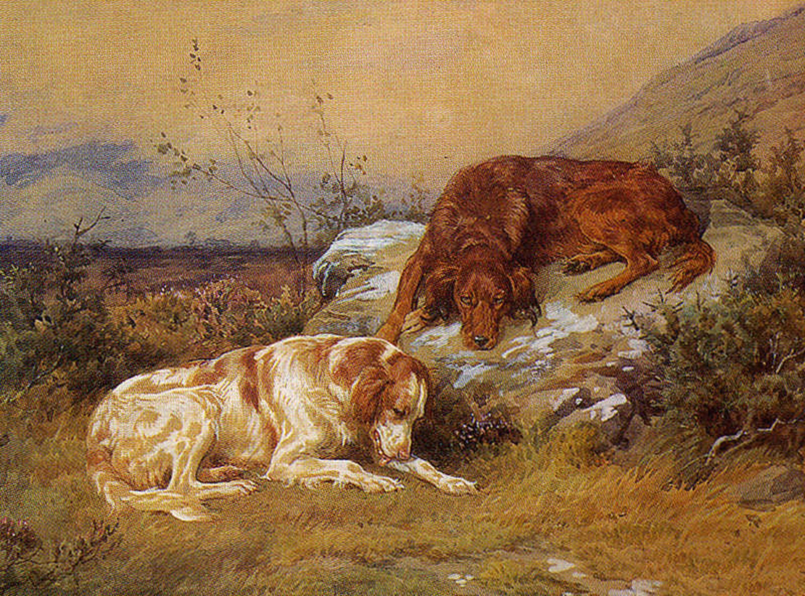 Drawn Irish Red and White Setter dogs wallpaper