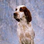 Drawn Irish Red and White Setter