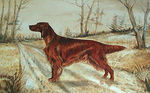 Drawn Irish Setter