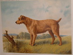 Drawn Irish Terrier Dog