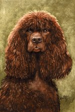 Drawn Irish Water Spaniel 