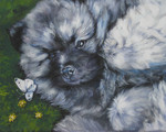 Drawn Keeshond dog