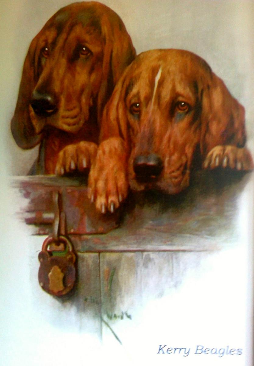 Drawn Kerry Beagle dog wallpaper