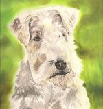 Drawn Lakeland Terrier dog