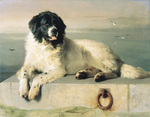 Drawn Landseer dog