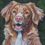 Drawn Nova Scotia Duck-Tolling Retriever