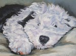 Drawn Old English Sheepdog