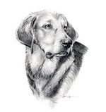 Drawn Polish Hound dog