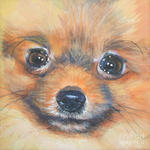 Drawn Pomeranian dog face