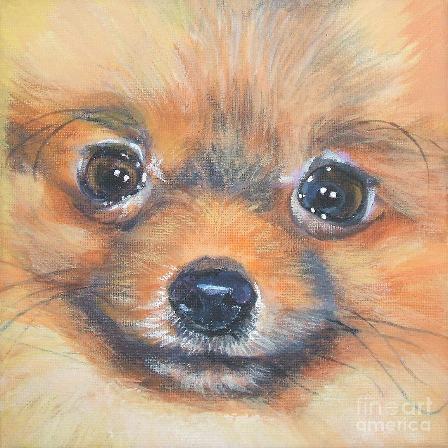 Drawn Pomeranian dog face wallpaper