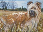 Drawn Pyrenean Shepherd 