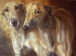 Drawn Rampur Greyhound dogs