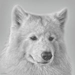 Drawn Samoyed