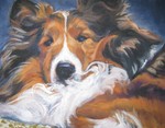 Drawn Shetland Sheepdog 