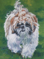 Drawn Shih Tzu 