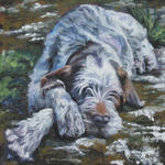 Drawn Spinone Italiano 