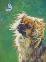 Drawn Tibetan Spaniel 