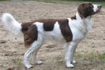 Drentse Patrijshond dog side view