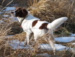 Drentse Patrijshond for a walk