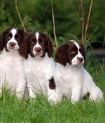 Drentse Patrijshond puppies on the grass