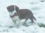 Drever dog in the snow