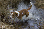 Drever dog in the water