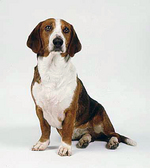 Drever dog portrait