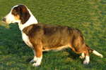 Drever dog side view