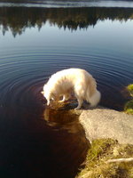 Drinking Finnish Lapphund dog