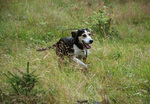 Dunker dog in nature