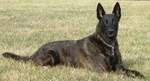 Dutch Shepherd Dog in the field