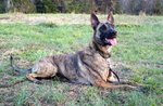 Dutch Shepherd Dog in the grass