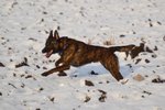 Dutch Shepherd Dog in the snow