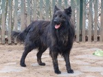 Dutch Shepherd Dog near the fence