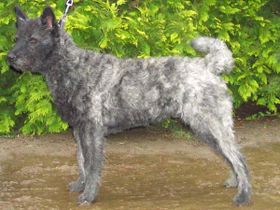 Dutch Shepherd Dog wallpaper