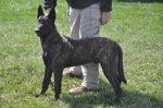 Dutch Shepherd Dog with the owner