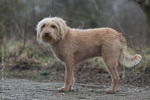 Dutch Smoushond dog in the forest