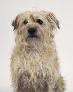 Dutch Smoushond dog portrait