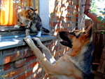 East-European Shepherd dog and a cat