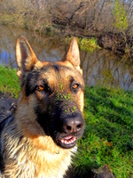 East-European Shepherd dog face