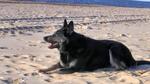 East-European Shepherd dog on the sand