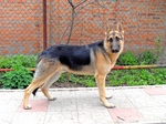 East-European Shepherd near the fence