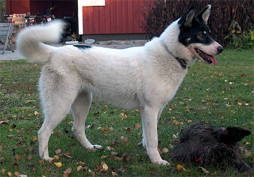 East Siberian Laika dog in the yard wallpaper