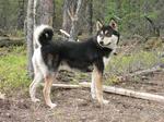 East Siberian Laika dog near the tree