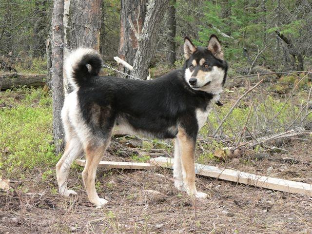 East Siberian Laika dog near the tree wallpaper