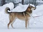 East Siberian Laika dog on the snow