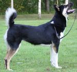 East Siberian Laika dog  side view