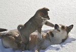 East Siberian Laika dog with baby
