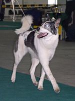 East Siberian Laika in the competitions